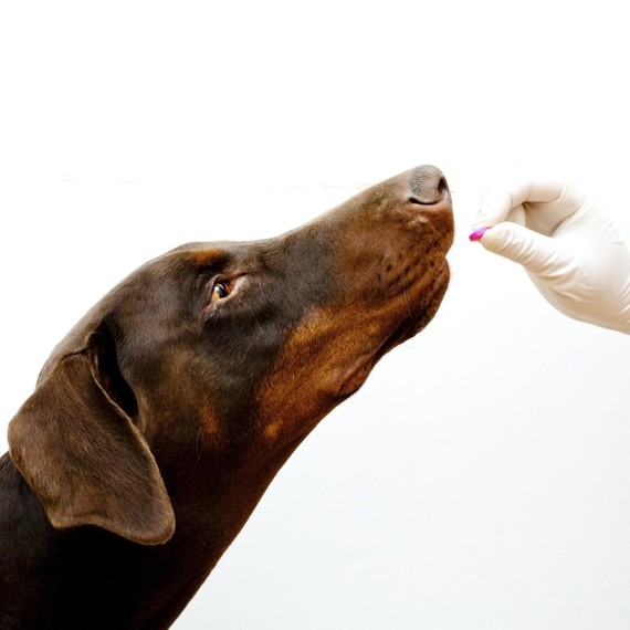 dog-taking-medicine.jpg