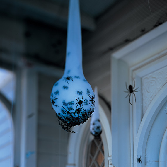 egg-sac-1010sip1003.jpg