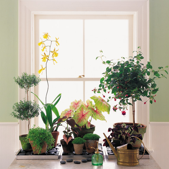 How To Get Humidity Out Of Your Home Martha Stewart