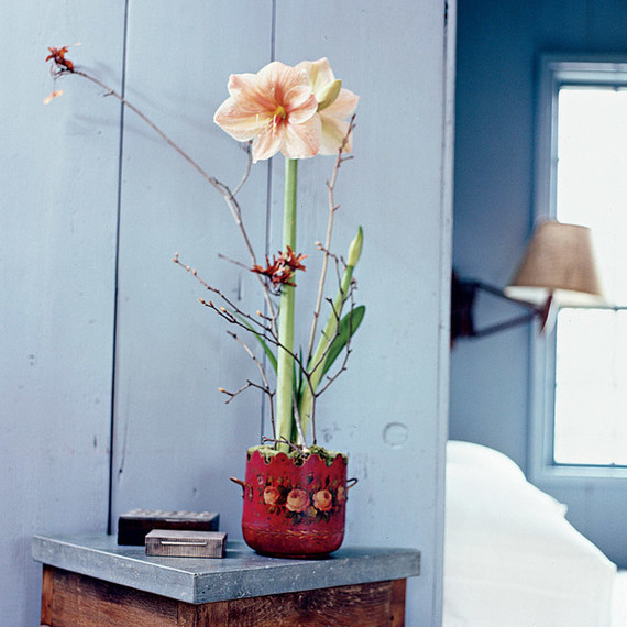single amaryllis flower bulb on side table single amaryllis flower bulb on side table