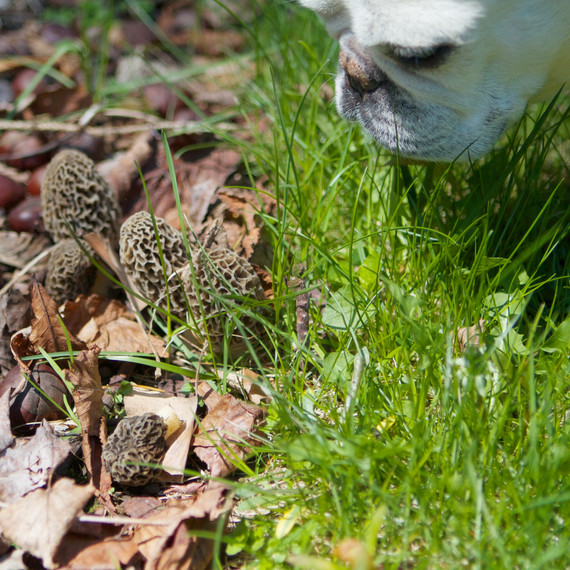 morels-4262-fs-0514.jpg