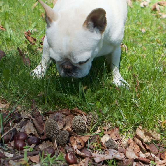 morels-4268-fs-0514.jpg