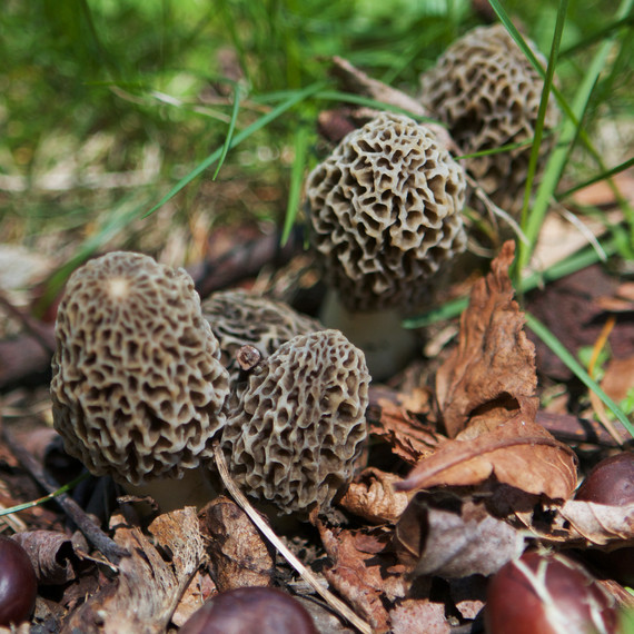 morels-4280-fs-0514.jpg