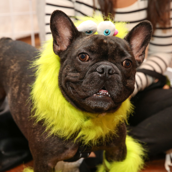 petsmart-halloween1.jpg (skyword:344992)