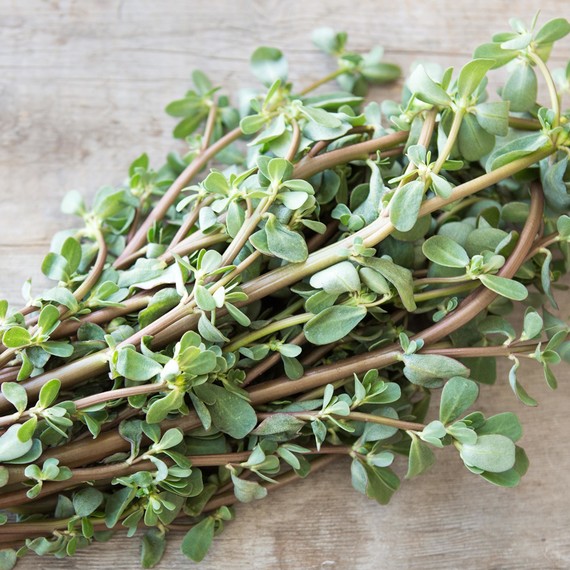 Purslane