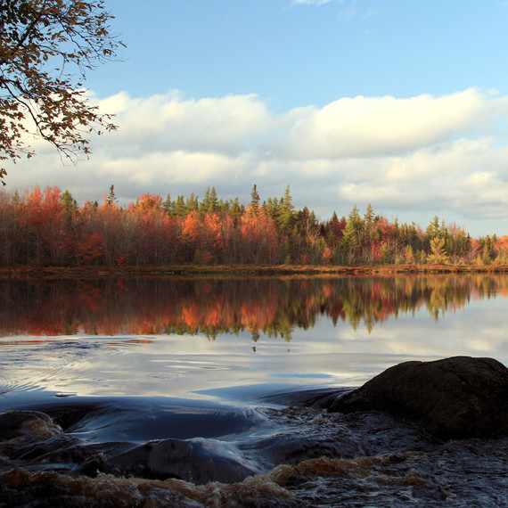 trout point foliage trout point foliage