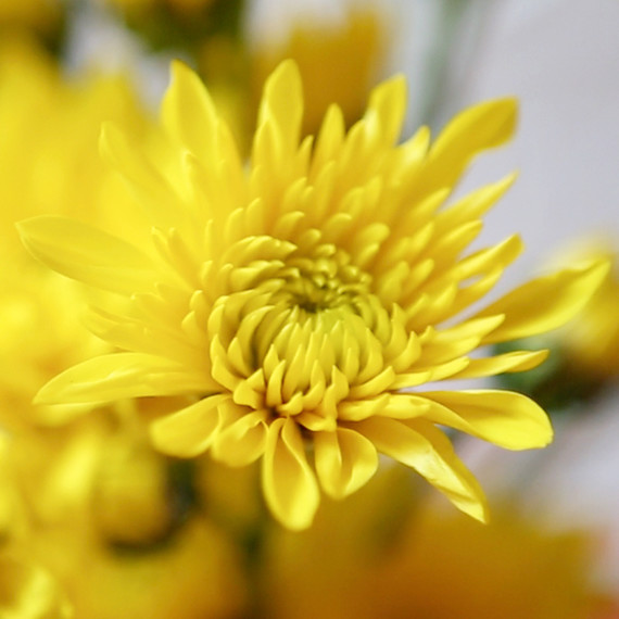 yellow-flowers-0914.jpg