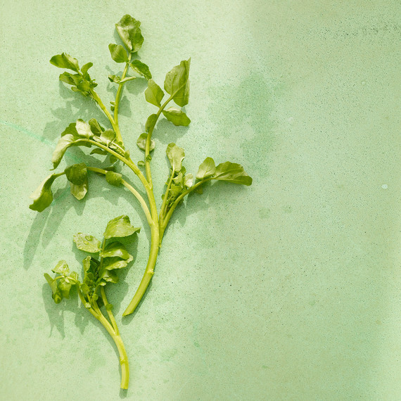 Watercress Watercress