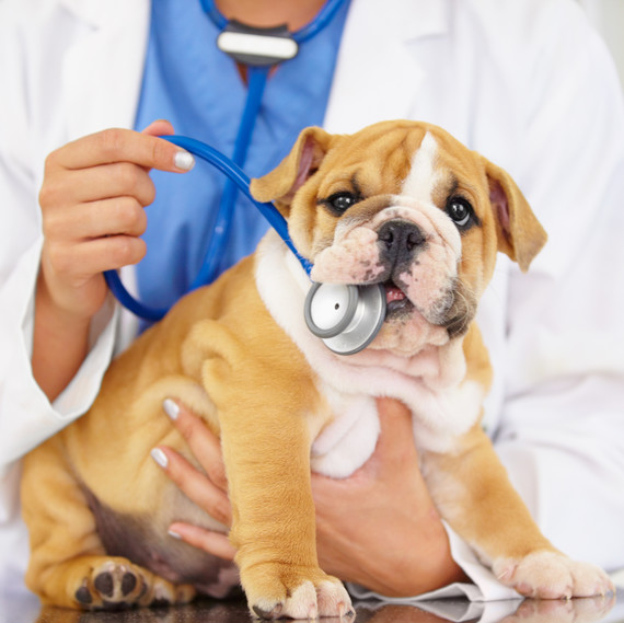 5 Big Questions You Have About Pet Insurance, Answered