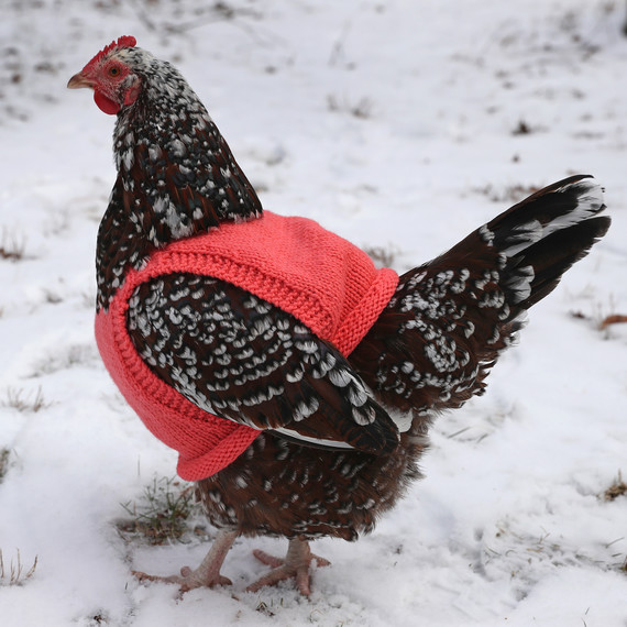 chicken in a knit sweater chicken in a knit sweater