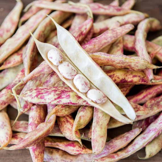 Cranberry or "Borlotti" Beans