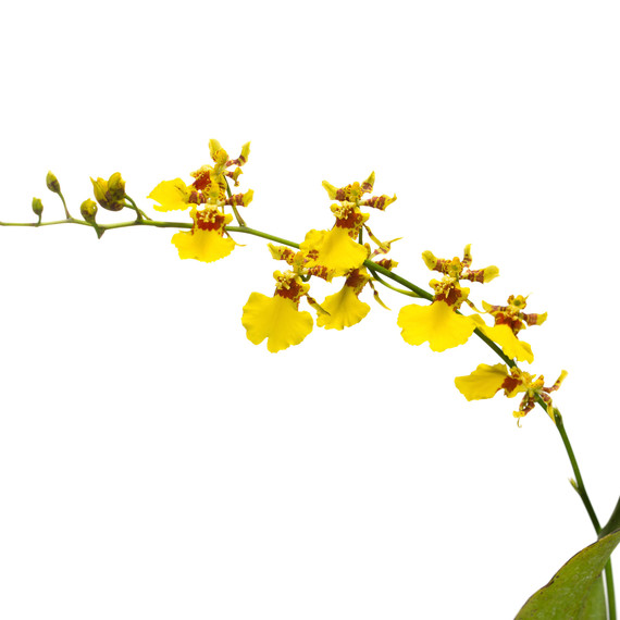 dancing-doll-orchids.jpg