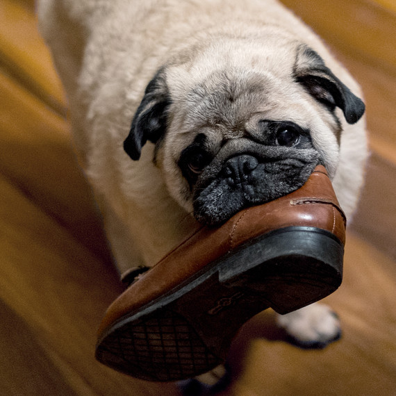 Image result for dog eating shoes