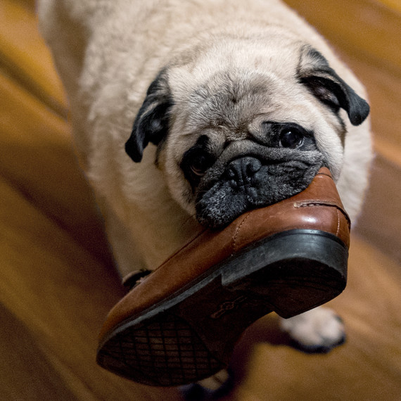dog-eating-shoe-0315.jpg