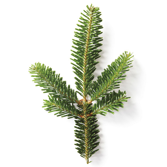 fraser-fir-mld107876.jpg