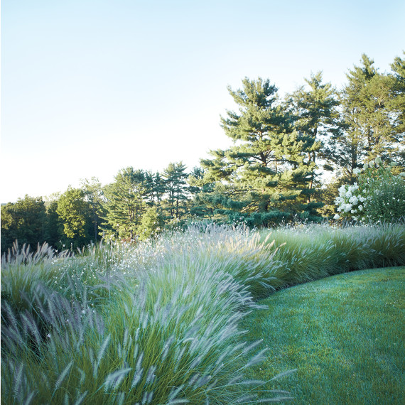 grass-border-d110545.jpg