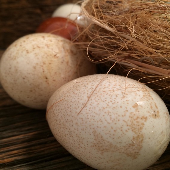 guinea-hen-nest-0215