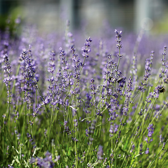lavender-147-d112299.jpg