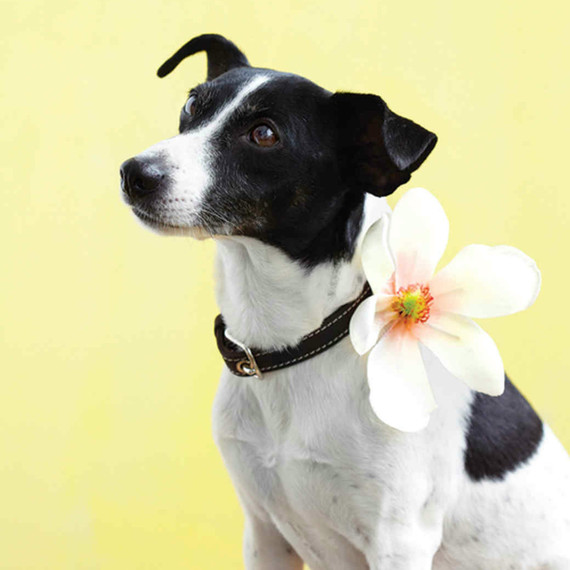 mld105719_0710_dog16_vert.jpg (skyword:403666)