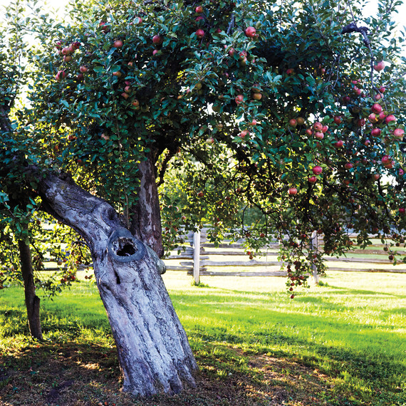orchard-d110680-0444.jpg