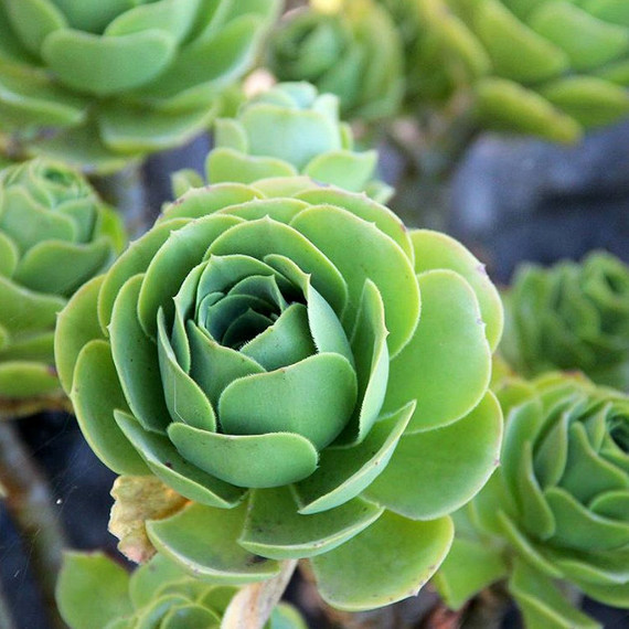 rose succulents rose succulents