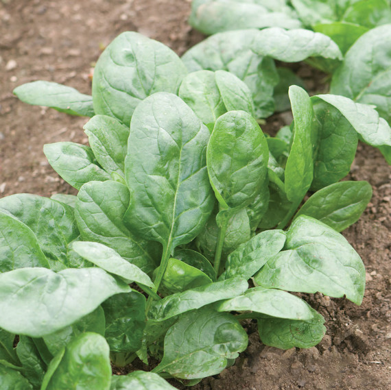 spinach-corvair-0328