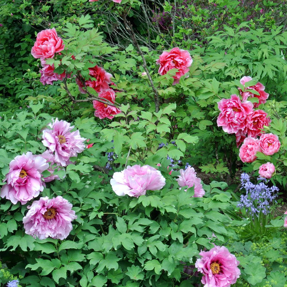 tree-peony-27-052915.jpg