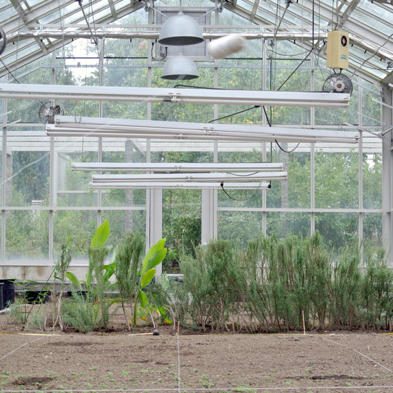 vegetable-greenhouse.jpg