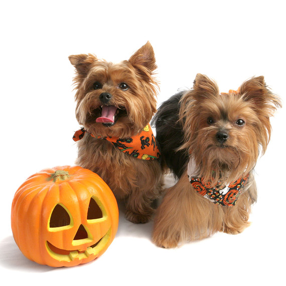 yorkies-with-pumpkin.jpg (skyword:345113)