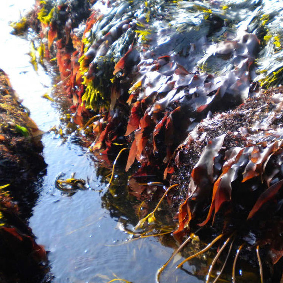 Fresh dulse seaweed Fresh dulse seaweed
