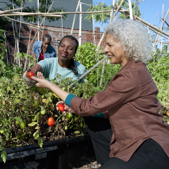 Women work together tending to tomatoes in a community garden. Women work together tending to tomatoes in a community garden.