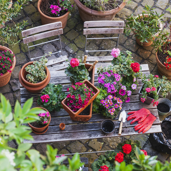 Gardening tools on a table surrounded by plants. Gardening tools on a table surrounded by plants.