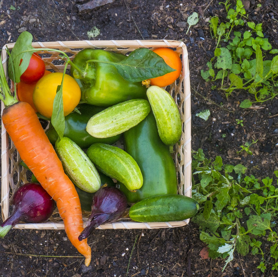 A colorful basket of vegetables sitting on the ground in a garden. A colorful basket of vegetables sitting on the ground in a garden.