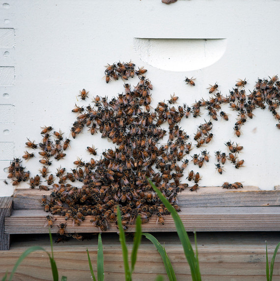 bees-waxing-kara-0614.jpg