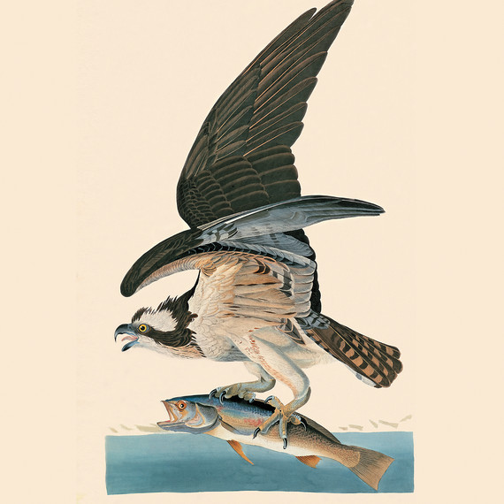birdbanners3-ms111344.jpg