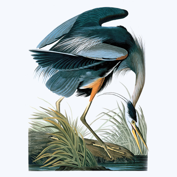 birdbanners4-ms111344.jpg