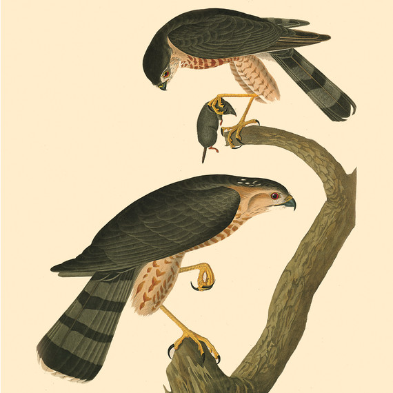 birdbanners5-ms111344.jpg