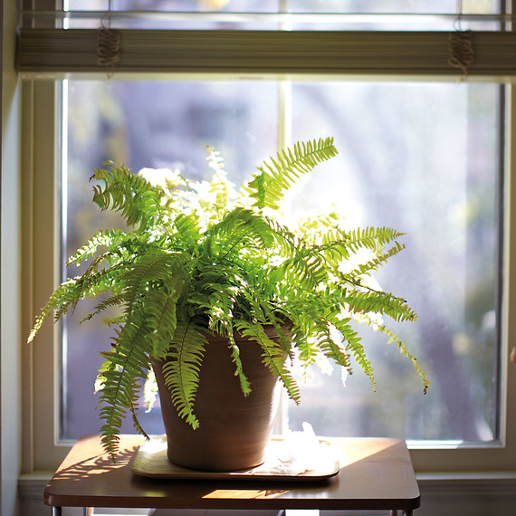 boston-fern-mbd108194.jpg