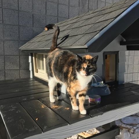 Boston Police Department cat condo Boston Police Department cat condo