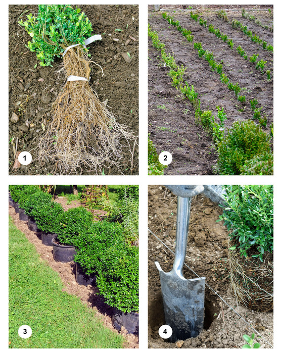 boxwood-martha-how-to