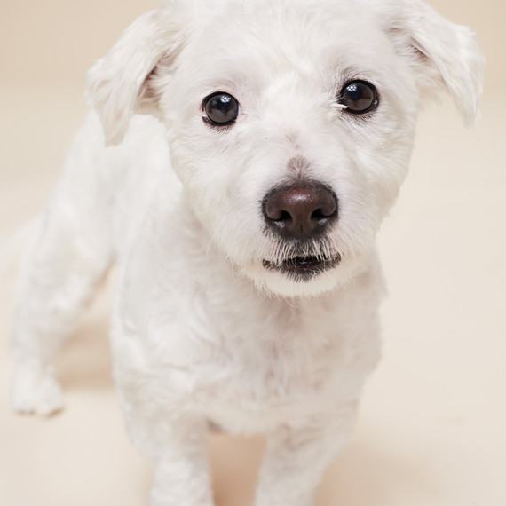bu-bu-dog-607-d111360.jpg