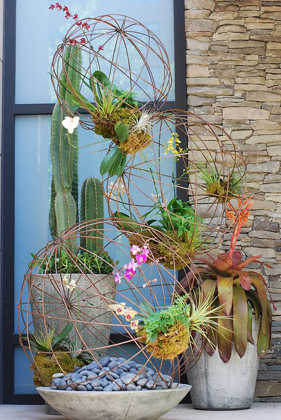cactus-summer-annuals_editt.jpg (skyword:291902)