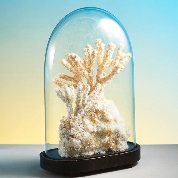 coral art ocean conservation coral art ocean conservation