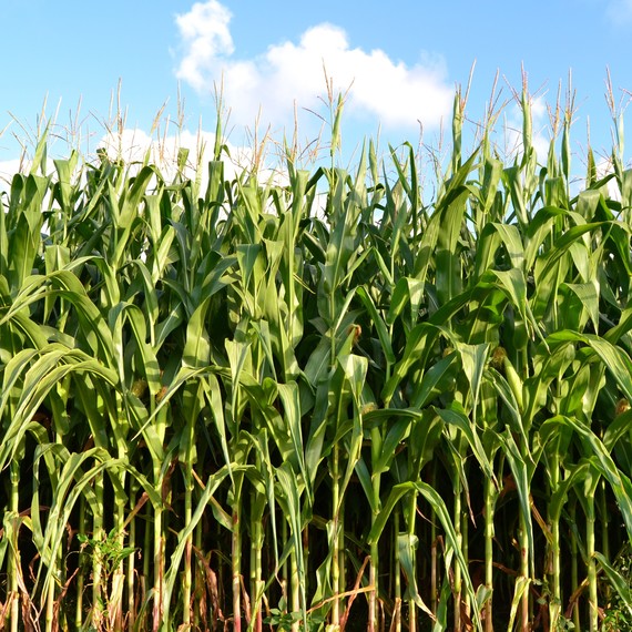 corn field corn field