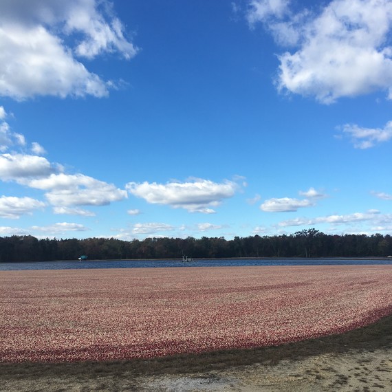cranberry bog nj cranberry bog nj