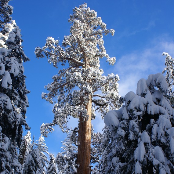 Getty-grant-grove-snowy