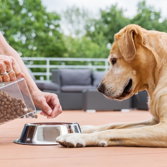 Getty-golden-dog-food