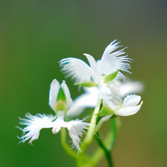 egret_flower_flying_0818