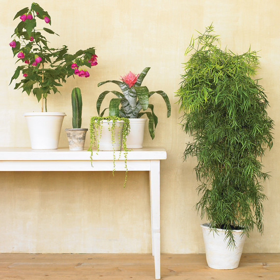 6 Common Houseplant Problems, and What to Do About Them | Martha Stewart