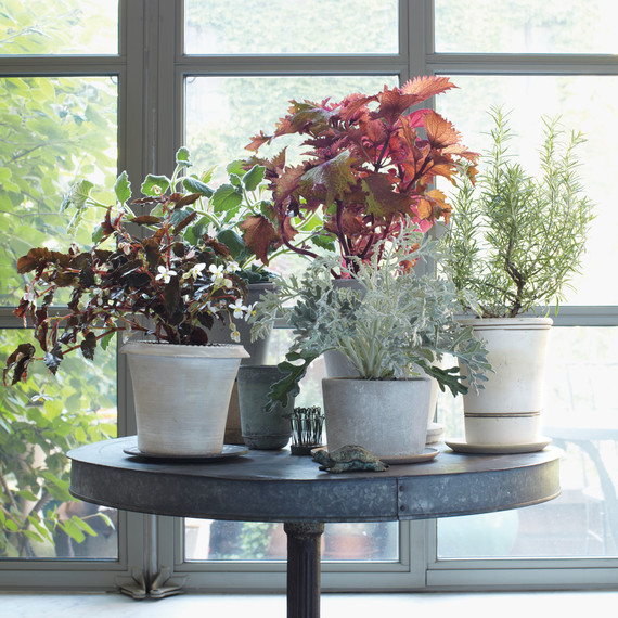 plant-table-mld108905.jpg